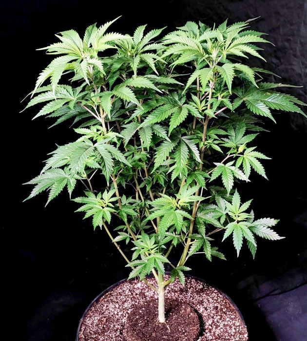 Завершение вегетации на восьмой неделе Lemon Citron