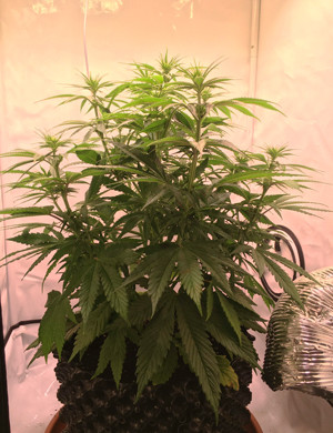 Стадия предцвета Куст в конце вегетации