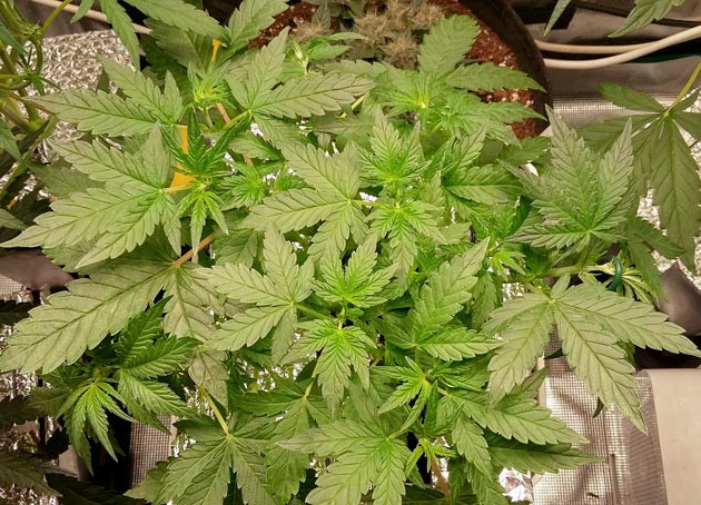 Куст Critical XXL Auto от Herbies Seeds на 6 неделе