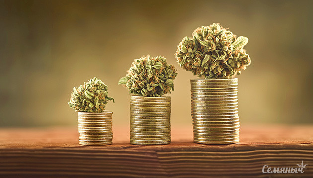 Эффективные способы оптимизирования расходов для выращивания конопли Экономное выращивание марихуаны в индоре и аутдоре
