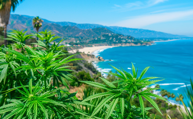 История сорта Wedding Cake