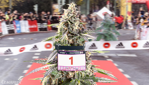 Самые быстрые сорта конопли