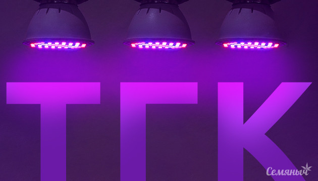 Влияние освещения на качество соцветий конопли