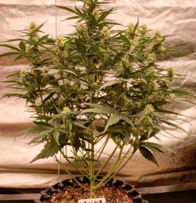 6 неделя выращивания конопли