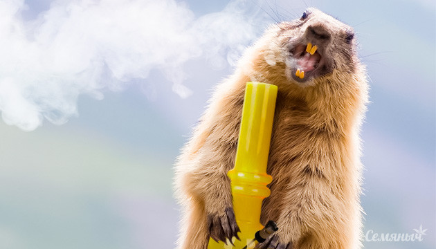 День сурка на Семяныче