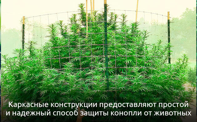 Каркасная конструкция для защиты каннабиса от животных Каркасная защита вокруг куста конопли