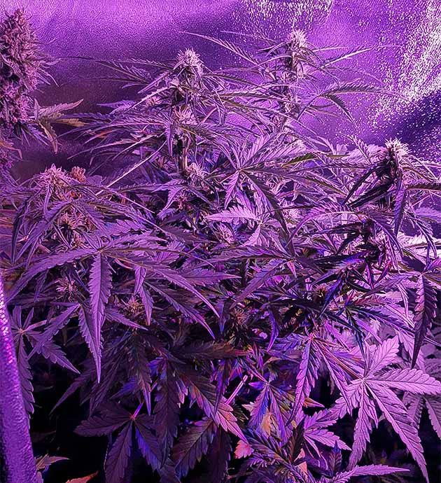 Куст в гроубоксе