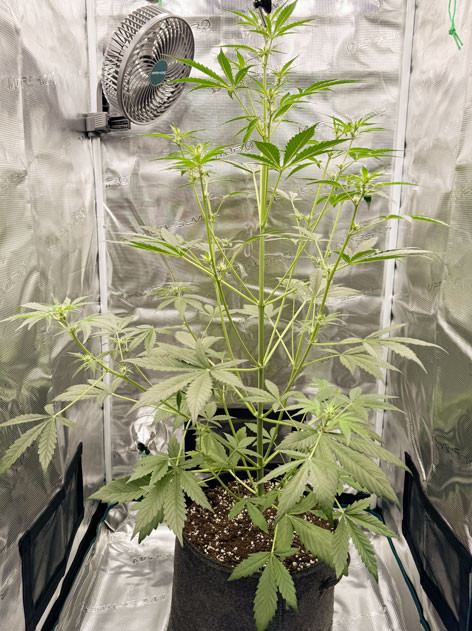 Новая палатка: опыт выращивания CBD Lemon Auto