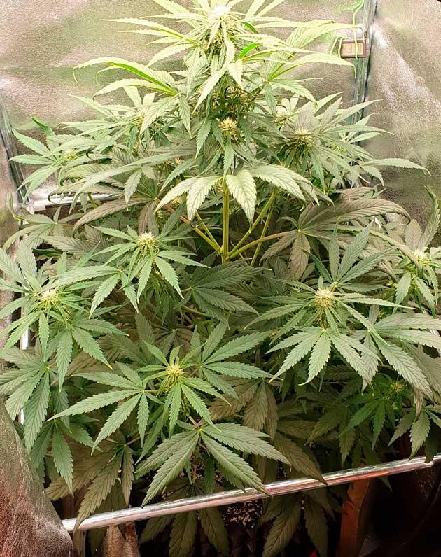 Куст Hellfire OG Auto на 8 неделе выращивания