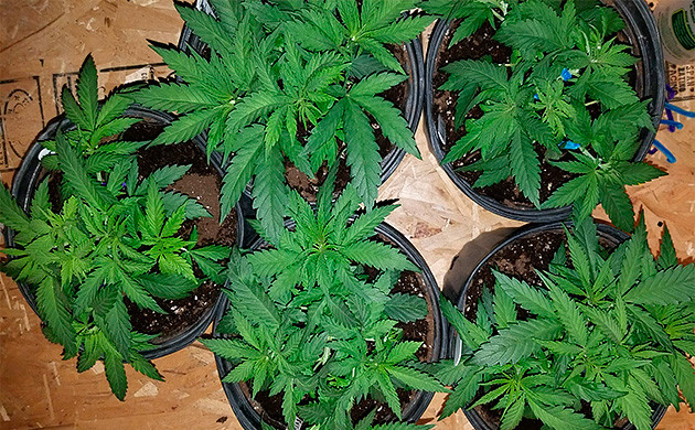 Гибрид сативы и индики Amherst Sour Diesel Amherst Sour Diesel кусты каннабиса