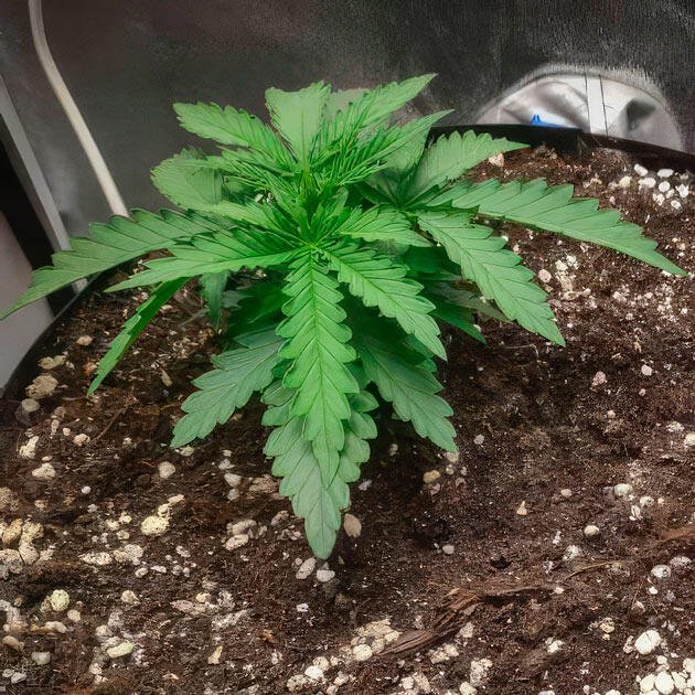 Растишка Super Silver Haze от Green House Seeds на 2 неделе