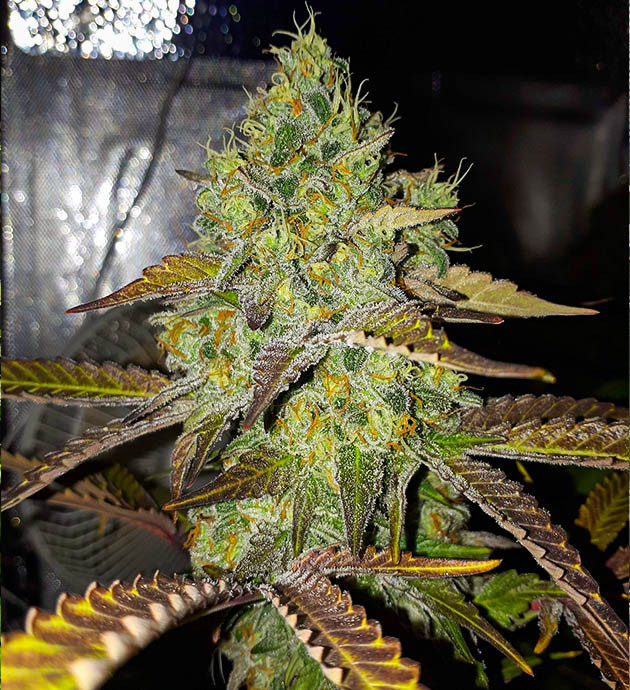 Шишка с фиолетово-черными листьями