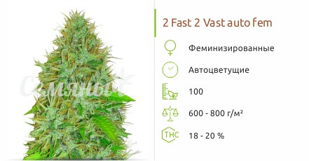 Сорт марихуаны 2 Fast 2 Vast auto 2 Fast 2 Vast auto от Heavyweight Seeds