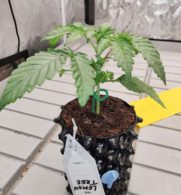 Набираем силы для дальнейшего роста