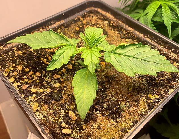 Неделя роста конопли при стабильном освещении Куст конопли, увеличившийся за неделю