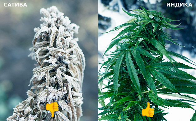 Сатива и индика