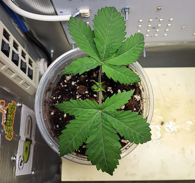 Конопля после топпинга