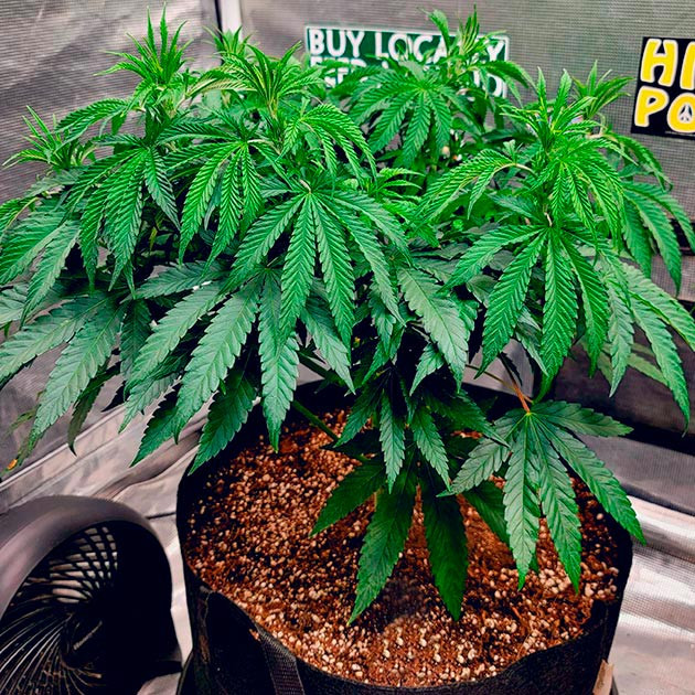 Полив и тренировка DDoS #33