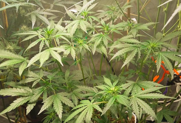 Куст Critical XXL Auto от Herbies Seeds ростом 30 см