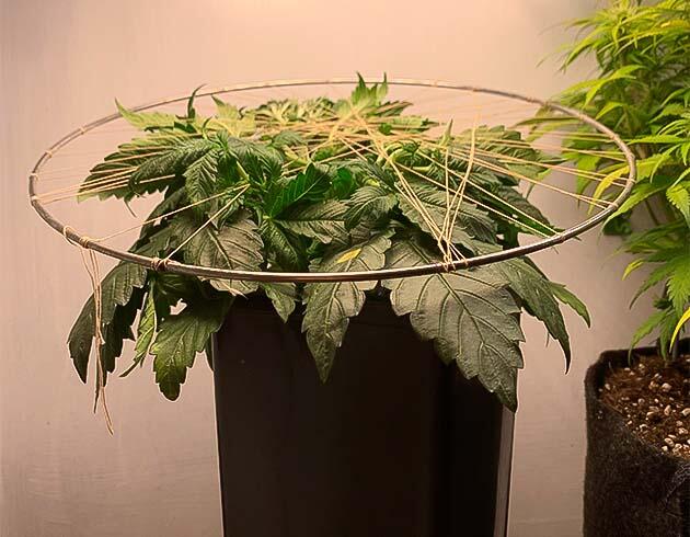 5 неделя выращивания каннабиса Конопля под самодельной конструкцией