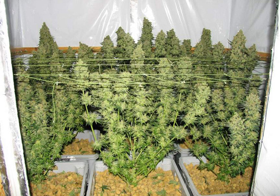 Кусты Jack Herer перед харвестом