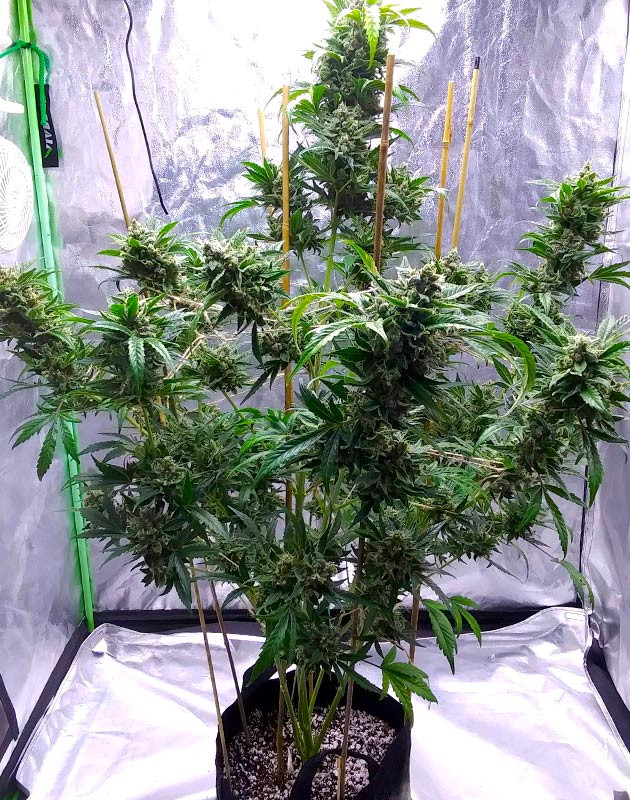 Куст конопли с подвязанными массивными ветвями