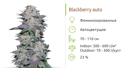 Blackberry Auto от FastBuds