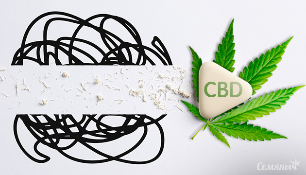 CBD и тревожность: новое исследование