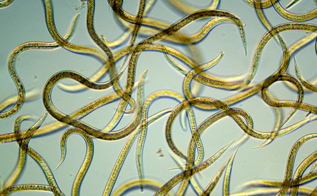 Плюсы добавления нематод в почву Полезные нематоды для роста конопли