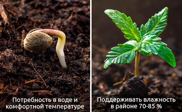 Развитие марихуаны на стадии ростка