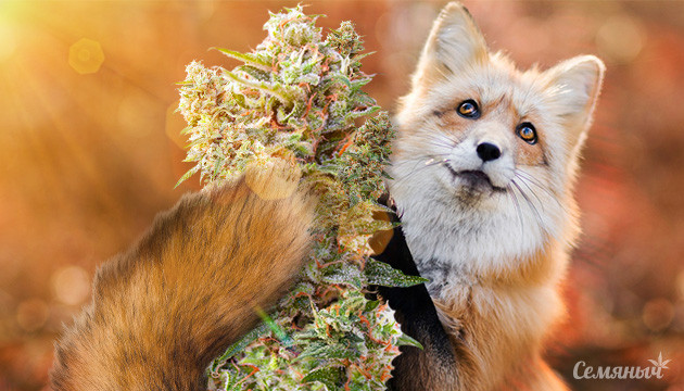 Лисий хвост на конопле