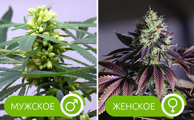 Пол растения конопли Мужское и женское соцветие конопли