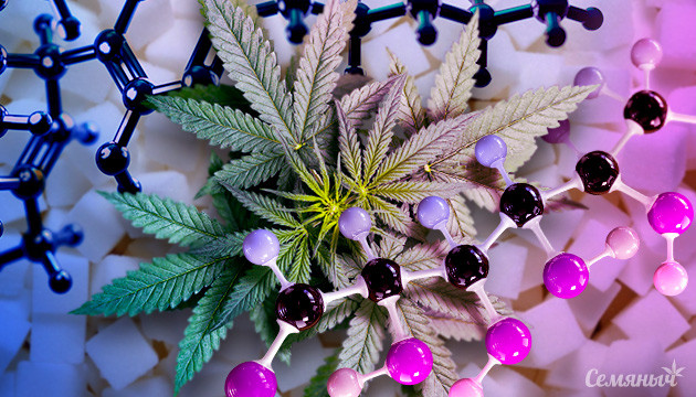 Синтез каннабиноидов из сахаров Ученые сделали каннабиноиды из сахаров