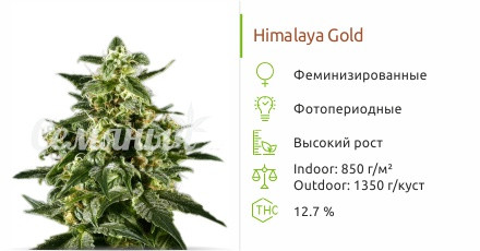 Himalaya Gold от Green House Seeds