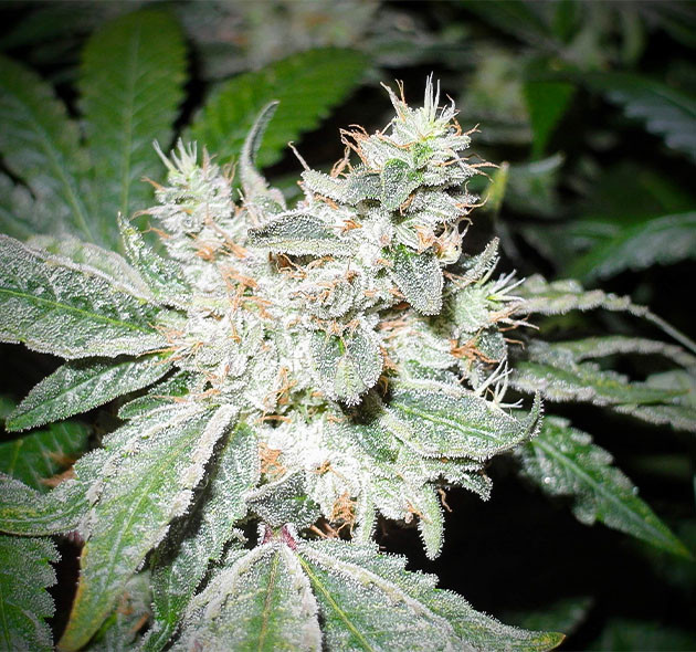 подготовка к харвесту Pineapple Chunk