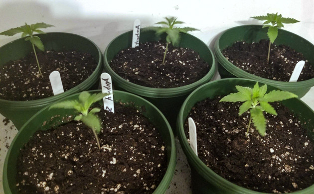 Начало выращивания