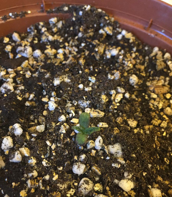 Первая неделя выращивания Росток Jack Herer