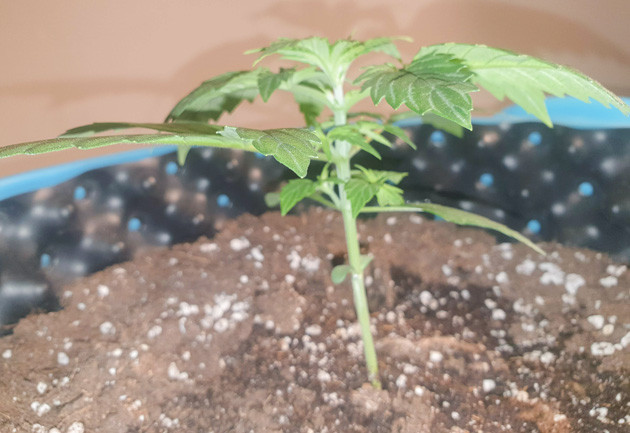 выращивание сорта конопли Wedding Cake Auto