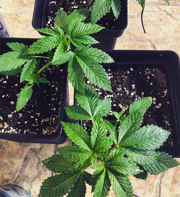 LST подгиб конопли