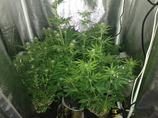 Седьмая неделя выращивания Gorilla Auto от Семяныча Начало цветение марихуаны на 7 неделе выращивания