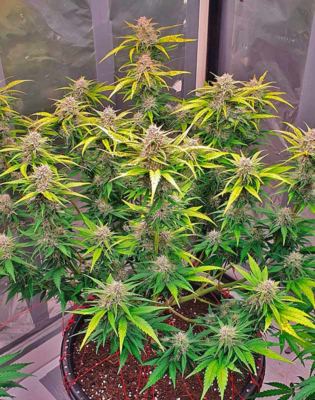 Пожелтевшие листья конопли