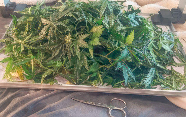 Дефолиация конопли Срезанные листья каннабиса