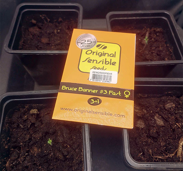 Проращивание семян конопли Bruce Banner #3 Fast