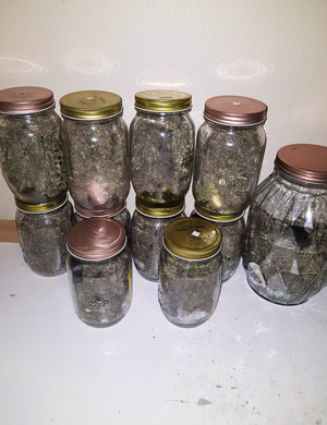 Харвест сорта LSD Auto