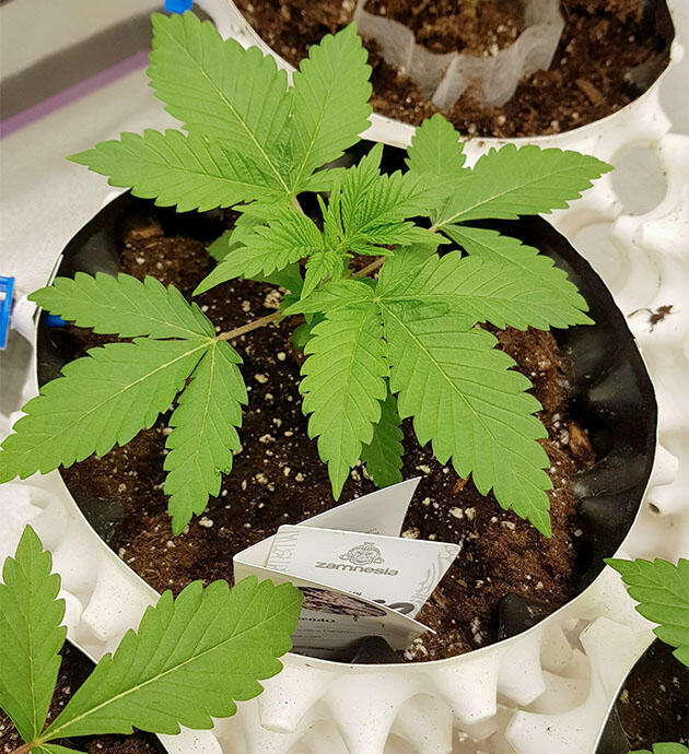 Молодое растение каннабиса на второй неделе вегетации