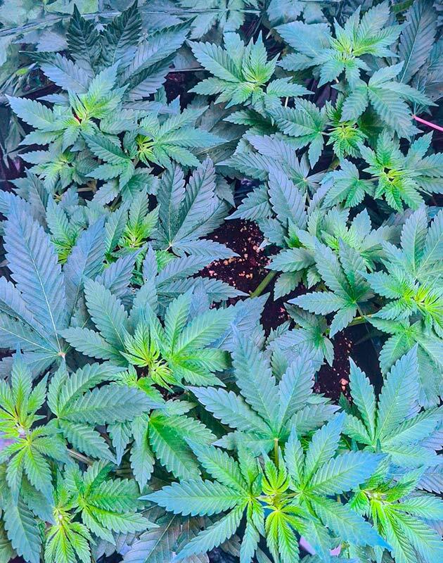 Пятая неделя вегетации каннабиса