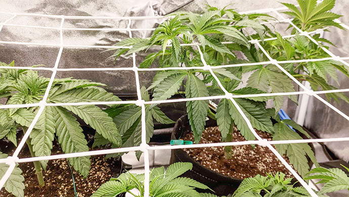 Lemon Tree: радость быстрого роста