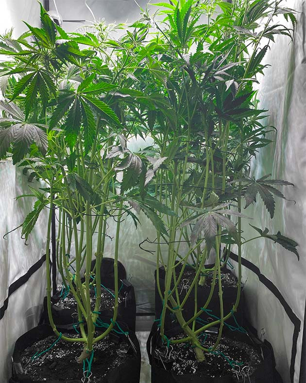 Дефолиация нижних листьев полутораметрового куста