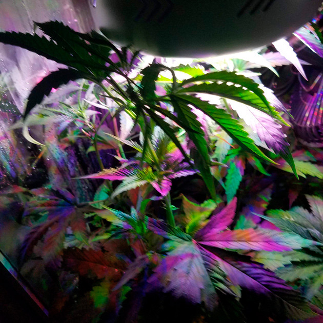 Использование темноты при выращивании