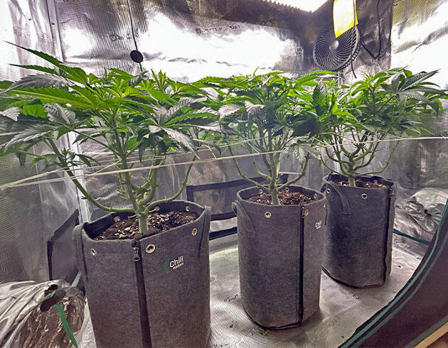 Кусты RS11 x Banana OG от Barney's Farm ростом 50 см